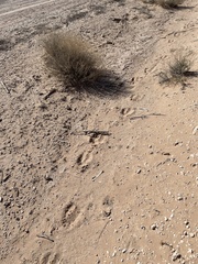 Oryx gazella
