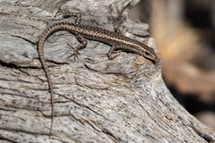 Cryptoblepharus australis