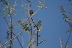 Cynanthus latirostris