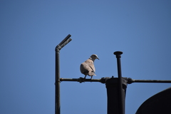 Streptopelia decaocto