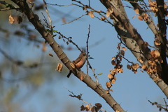 Pyrocephalus rubinus