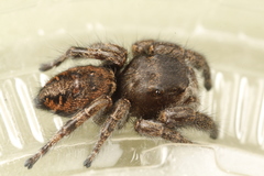 Phidippus olympus
