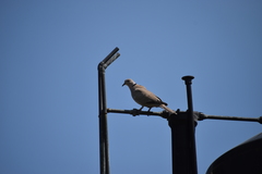 Streptopelia decaocto