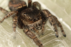 Phidippus olympus