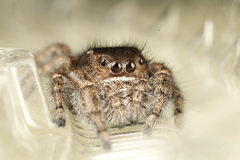 Phidippus olympus