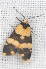 Thallarcha chrysochares