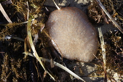 Polycitor giganteus
