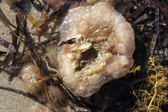 Polycitor giganteus