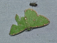 Argyrocosma inductaria