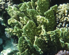 Millepora platyphylla image