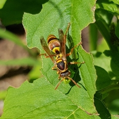 Polistes humilis synoecus