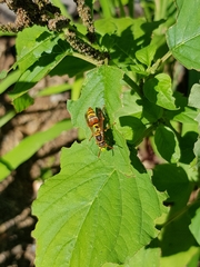Polistes humilis synoecus