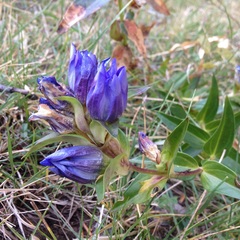 Gentiana spathacea