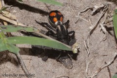 Traumatomutilla centralis