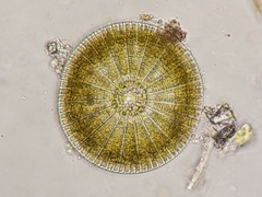 Coscinodiscophycidae