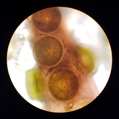 Coscinodiscophycidae