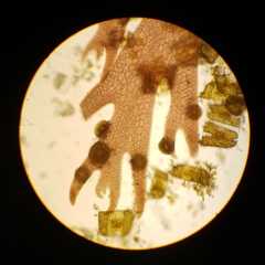 Coscinodiscophycidae