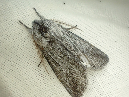 Pleromella opter photo 2