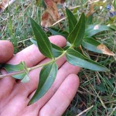 Gentiana spathacea