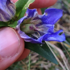 Gentiana spathacea