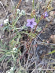 Gilia clivorum