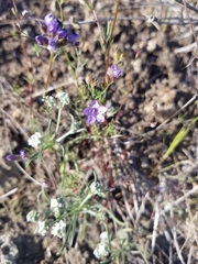 Gilia clivorum