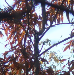 Yungipicus canicapillus