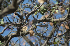 Setophaga coronata auduboni