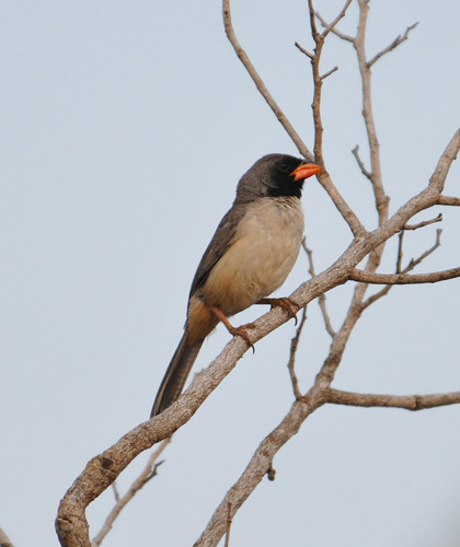 Black-throated Saltator (Saltatricula atricollis), photo 6