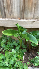 Zantedeschia aethiopica
