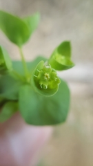 Euphorbia crenulata