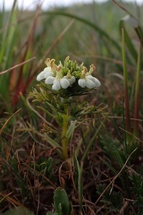 Triphysaria floribunda