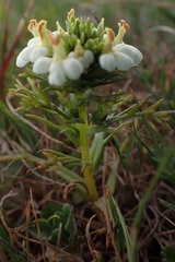 Triphysaria floribunda