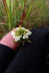 Triphysaria floribunda
