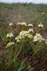 Triphysaria floribunda