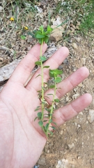 Euphorbia crenulata