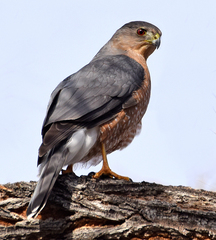 Accipiter cooperii