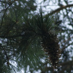 Pinus ayacahuite
