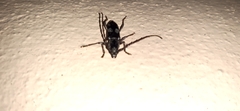 Enaphalodes taeniatus