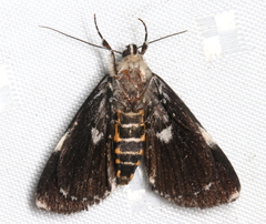 Coenotoca subaspersa