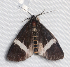 Coenotoca subaspersa