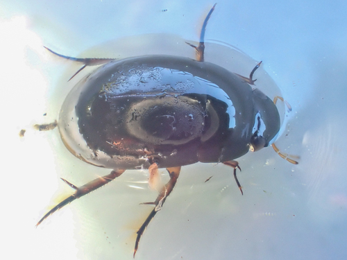 Tropisternus affinis