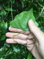 Dioscorea transversa