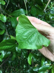 Dioscorea transversa