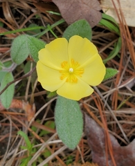 Crocanthemum corymbosum