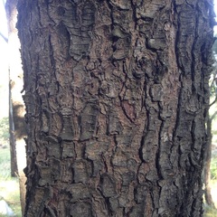 Pinus ayacahuite