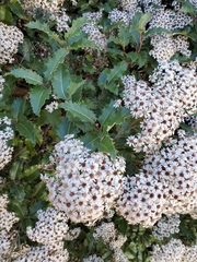 Olearia × macrodonta