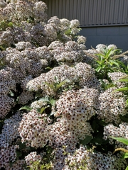 Olearia × macrodonta