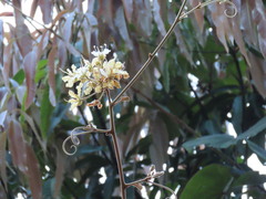 Phanera macrostachya