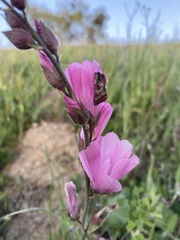 Schinia pulchripennis